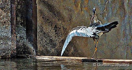 Heron Dance On A Dam_DSCF20280.jpg - Great Blue Heron (Ardea herodias) photographed along the Rideau Canal Waterway at Smiths Falls, Ontario, Canada.